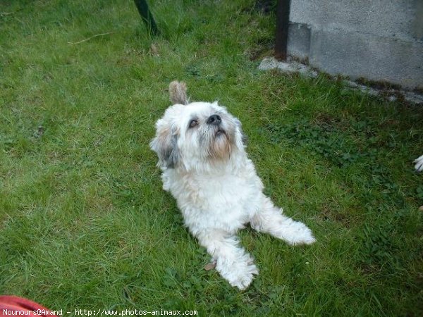 Photo de Lhassa apso