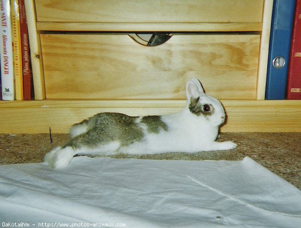 Photo de Lapin