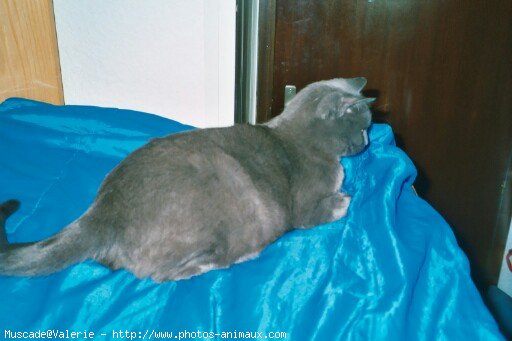 Photo de Chartreux