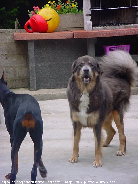 Photo de Dogue du tibet