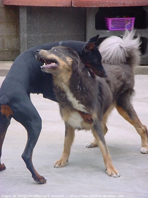 Photo de Dogue du tibet