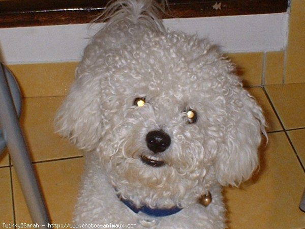 Photo de Bichon  poil fris