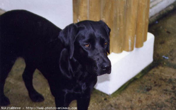 Photo de Labrador retriever