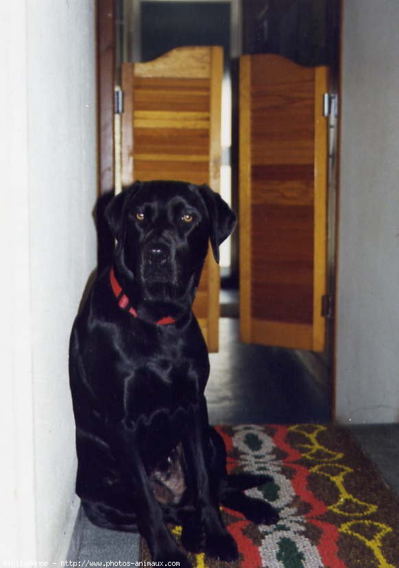 Photo de Labrador retriever