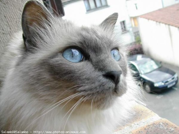 Photo de Sacr de birmanie