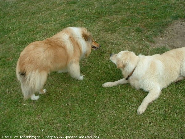 Photo de Races diffrentes