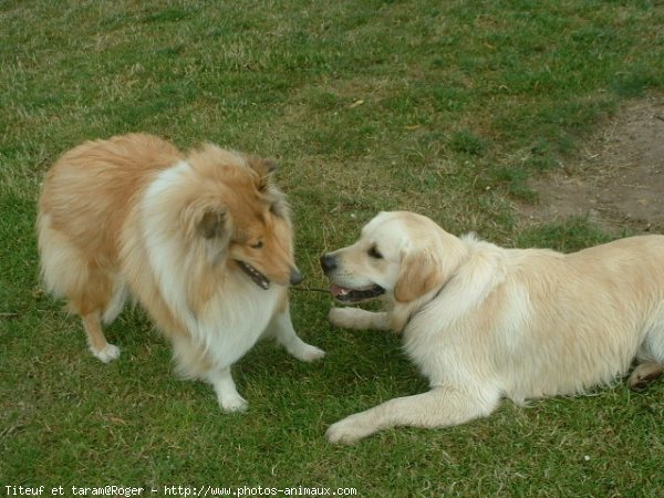 Photo de Races diffrentes