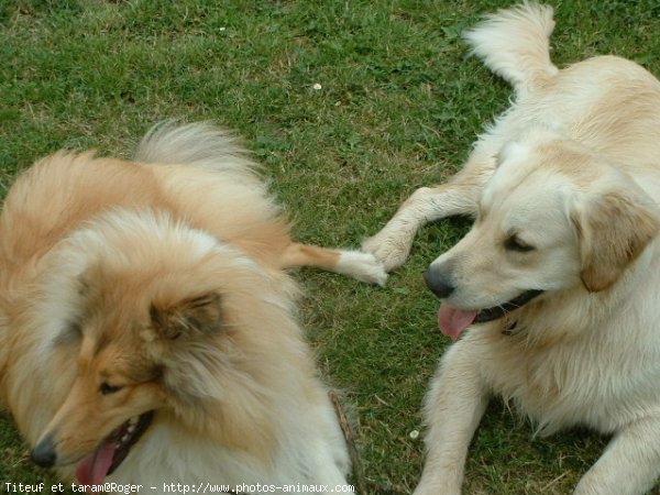 Photo de Races diffrentes