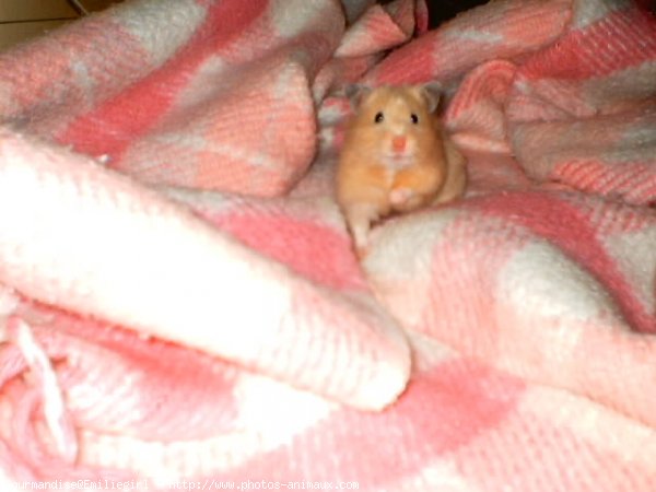 Photo de Hamster