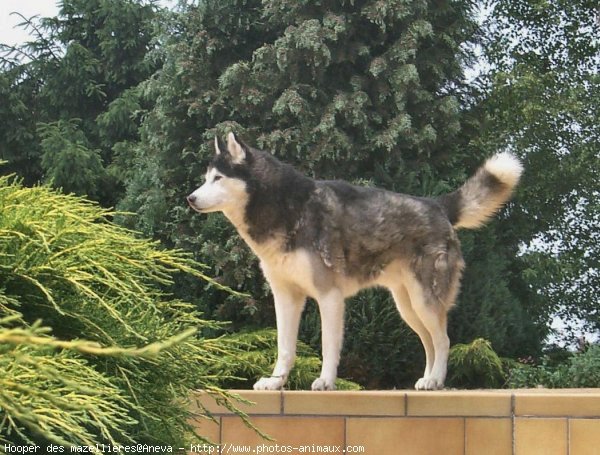 Photo de Husky siberien