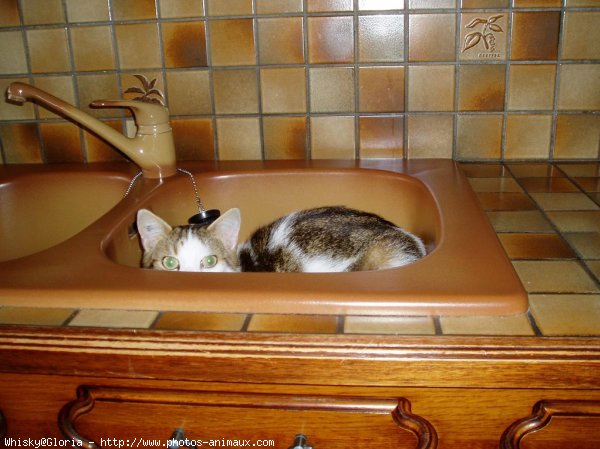 Photo de Chat domestique