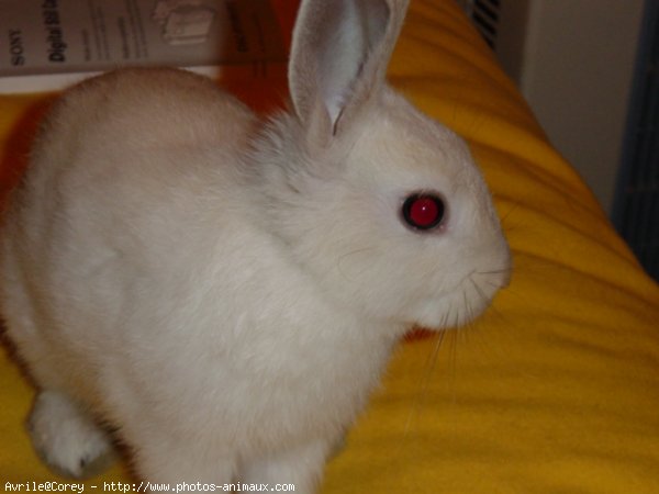 Photo de Lapin