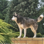 Photo de Husky siberien