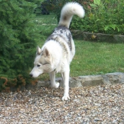 Photo de Husky siberien