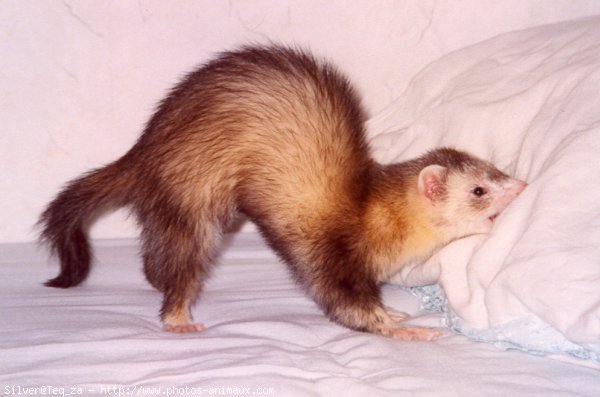 Photo de Furet