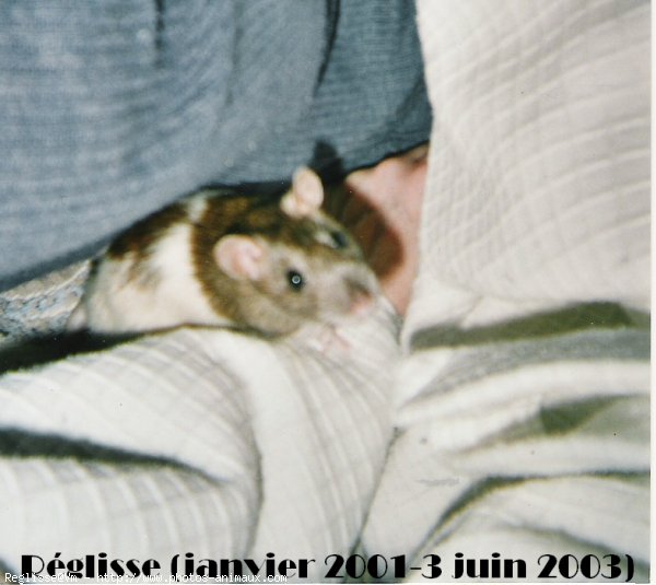 Photo de Rat