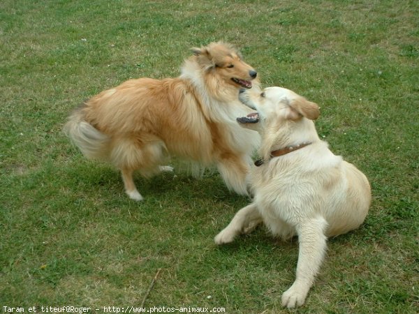 Photo de Races diffrentes