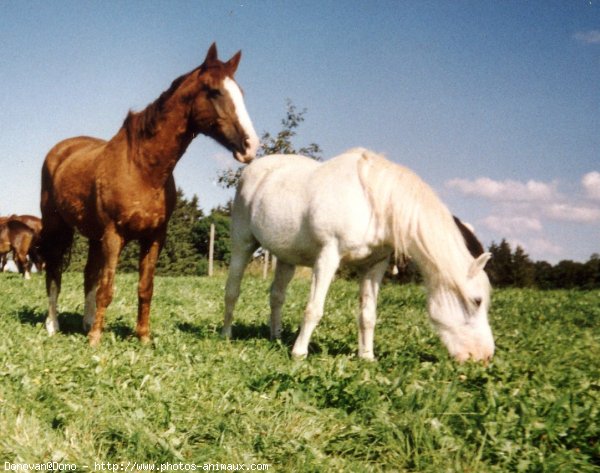 Photo de Races diffrentes