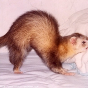 Photo de Furet