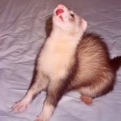 Photo de Furet