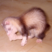 Photo de Furet