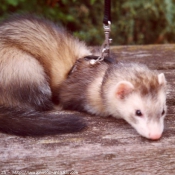 Photo de Furet