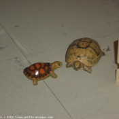 Photo de Tortue