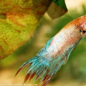 Photo de Poissons rouges