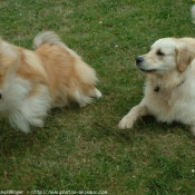 Photo de Races diffrentes