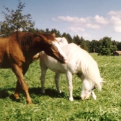 Photo de Races diffrentes