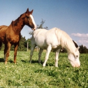 Photo de Races diffrentes