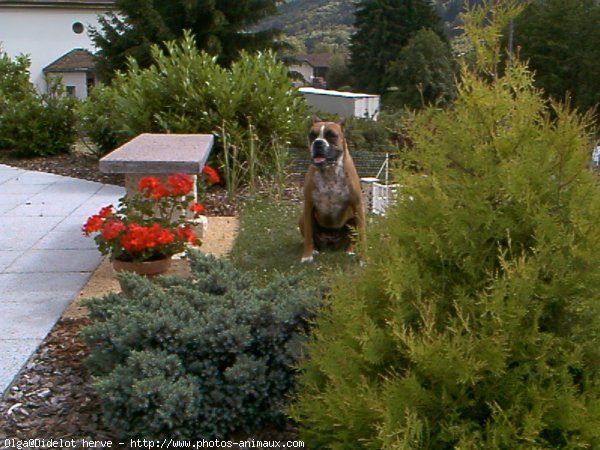 Photo de Boxer