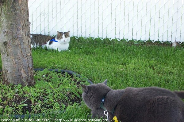 Photo de Races diffrentes