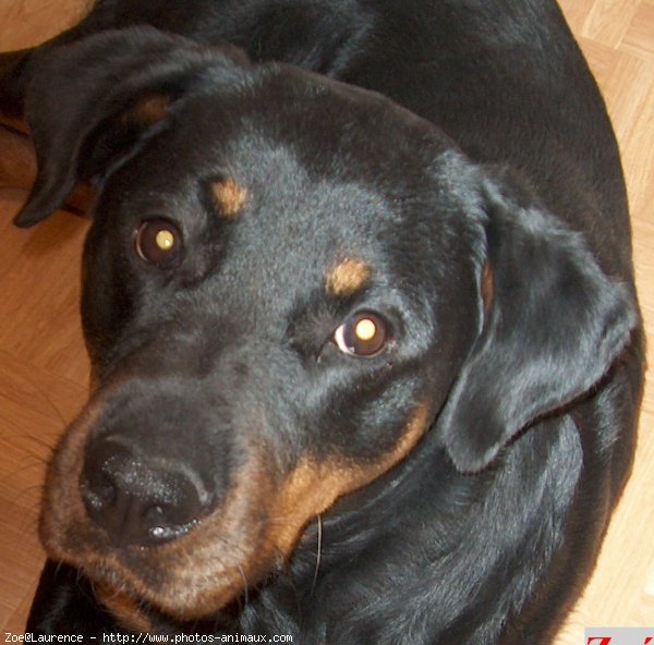 Photo de Rottweiler