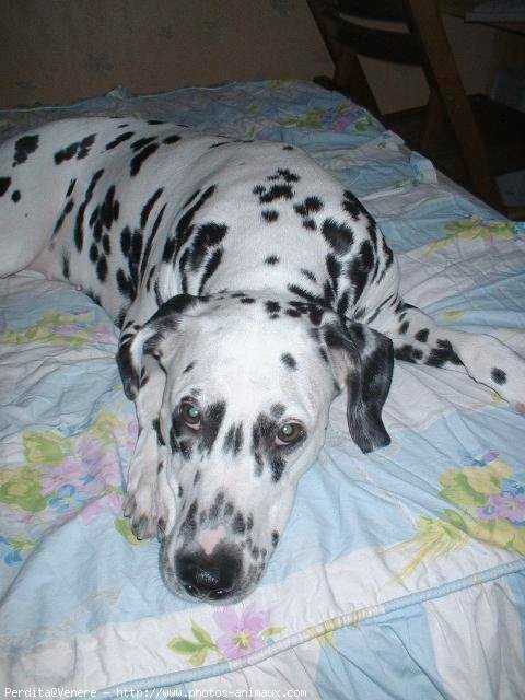 Photo de Dalmatien