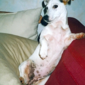 Photo de Jack russell terrier