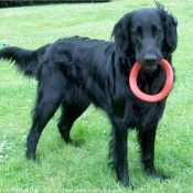 Photo de Retriever  poil plat