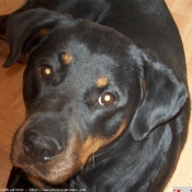 Photo de Rottweiler