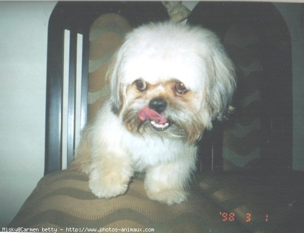 Photo de Shih tzu