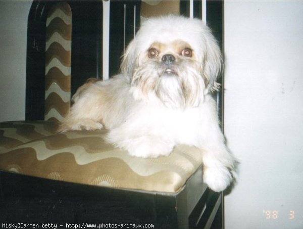 Photo de Shih tzu