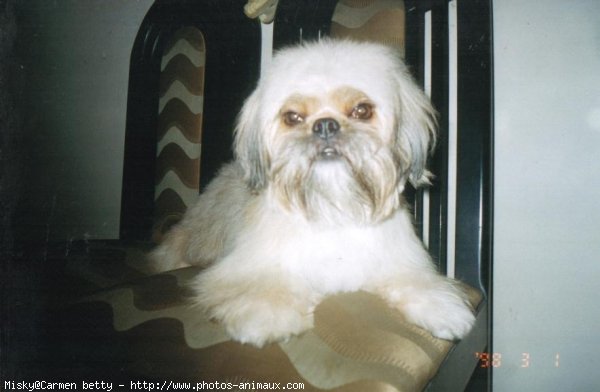 Photo de Shih tzu