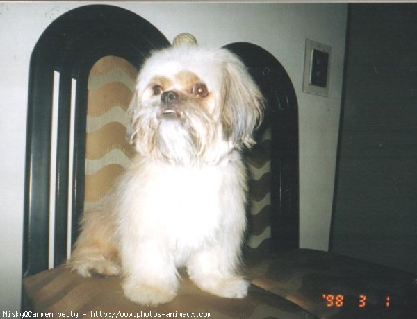 Photo de Shih tzu