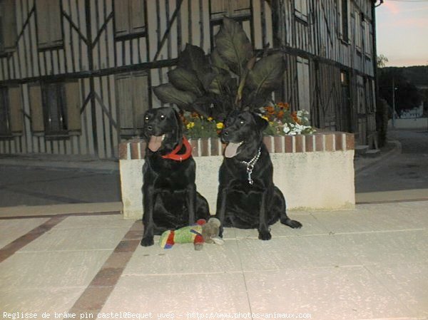 Photo de Labrador retriever