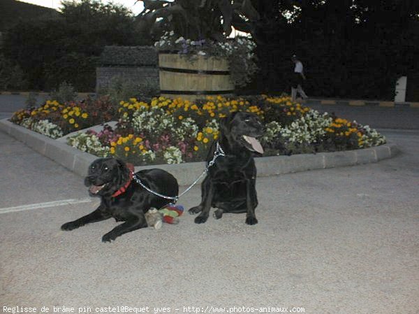 Photo de Labrador retriever