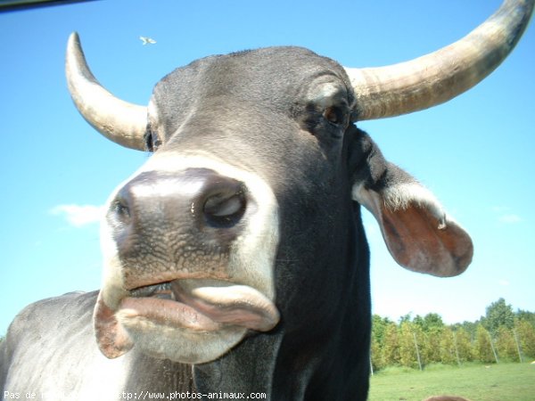 Photo de Zebu