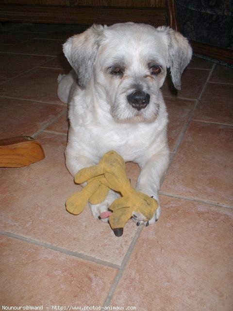 Photo de Lhassa apso