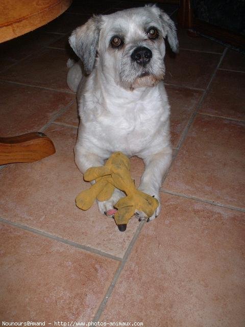 Photo de Lhassa apso