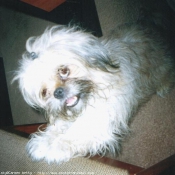 Photo de Shih tzu