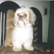 Photo de Shih tzu