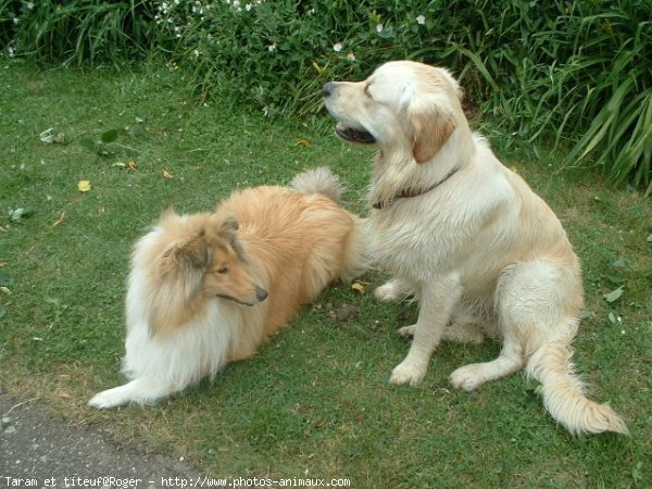 Photo de Races diffrentes